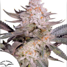 Orange Bud 2.0 Dutch Passion Seeds