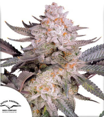 Orange Bud 2.0 Dutch Passion Seeds