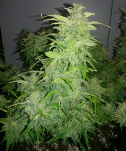 Orange Bud Dutch Passion Seeds