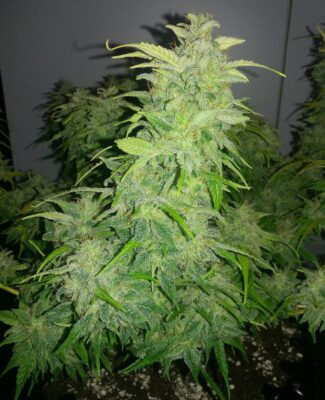Orange Bud Dutch Passion Seeds