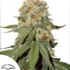 Orange Bud regular Dutch Passion Seeds