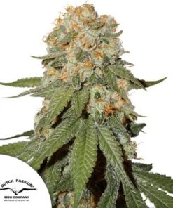 Orange Bud regular Dutch Passion Seeds