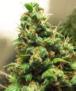 Orange Hill Special regular Dutch Passion Seeds