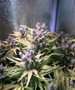 Orange Hill Special Dutch Passion Seeds