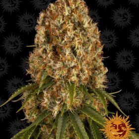 Orange Sherbert Barneys Farm Seeds