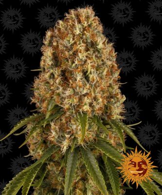 Orange Sherbert Barneys Farm Seeds