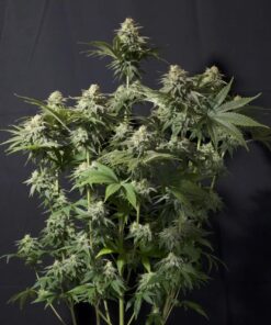 Orange Sherbet FF — изображение 2