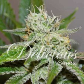 Original Juan Herer Delicious Seeds