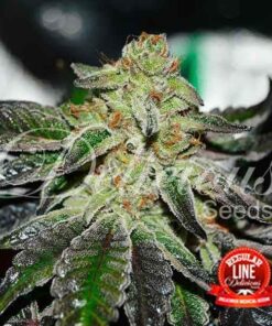 Original Juan Herer Regular Delicious Seeds