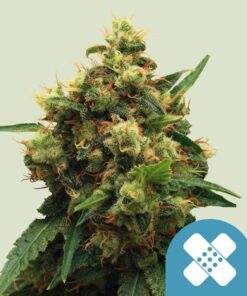 Painkiller XL CBD Royal Queen Seeds
