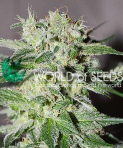 Afghan Kush Early Version WorldOfSeeds