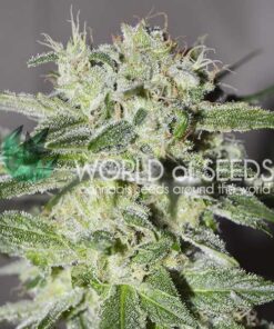 Pakistan Valley regular WorldOfSeeds