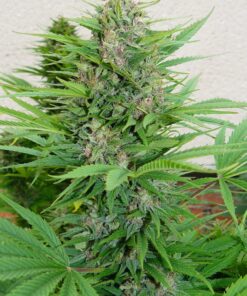 Pamir Gold Dutch Passion Seeds
