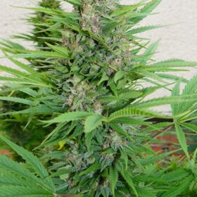 Pamir Gold Dutch Passion Seeds