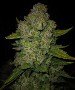 Papaya Cookies Auto Fast Buds Seeds