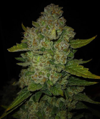 Papaya Cookies Auto Fast Buds Seeds