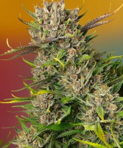 Papaya Zoap Auto Sweet Seeds