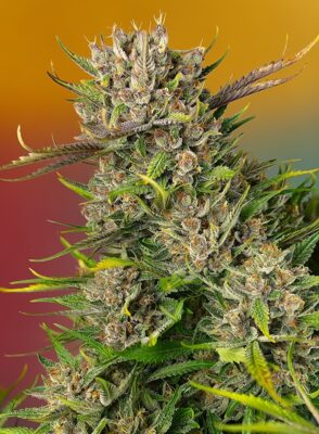 Papaya Zoap Auto Sweet Seeds