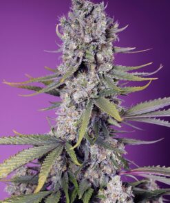Papaya Zoap Fast Version F1 Sweet Seeds