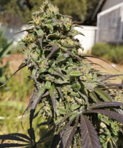Passion #1 Dutch Passion Seeds