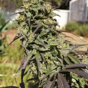 Passion #1 Dutch Passion Seeds