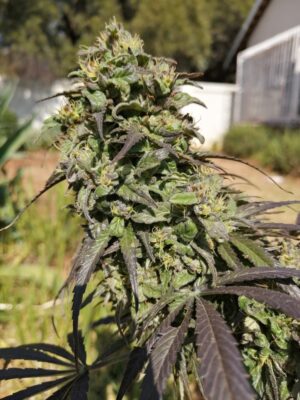 Passion #1 Dutch Passion Seeds