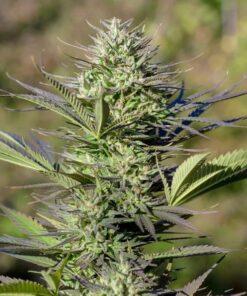 Passion #1 regular Dutch Passion Seeds