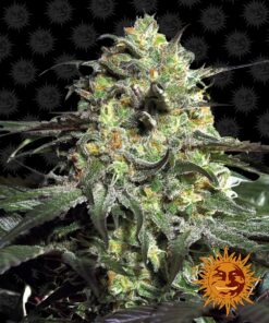 Peyote Cookies Barneys Farm Seeds