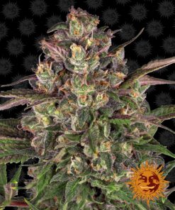 Peyote Critical Barneys Farm Seeds