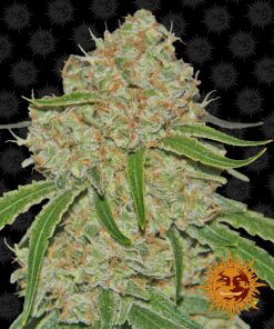 Phantom OG Barneys Farm Seeds