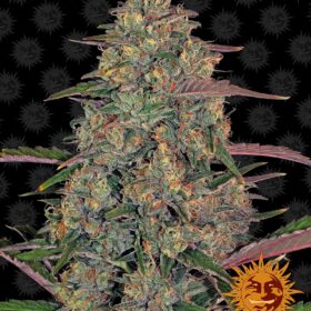 Pineapple Chunk Barneys Farm Seeds