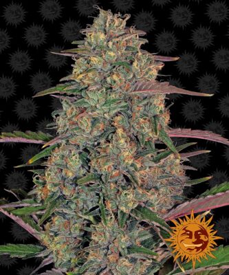 Pineapple Chunk Barneys Farm Seeds