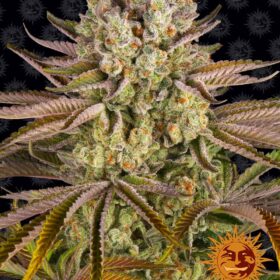 Pineapple Express Barneys Farm Seeds
