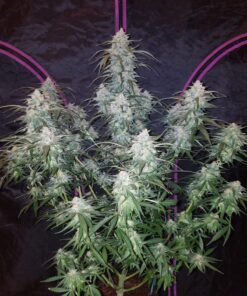 Pineapple Express Auto — изображение 2