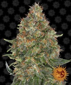 Pineapple Express Auto Barneys Farm Seeds
