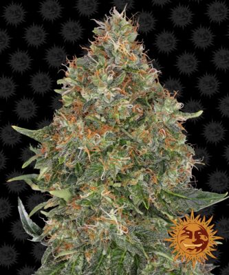 Pineapple Express Auto Barneys Farm Seeds