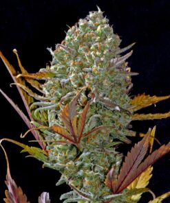 Pineapple Express Auto — изображение 11