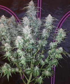 Pineapple Express Auto — изображение 3