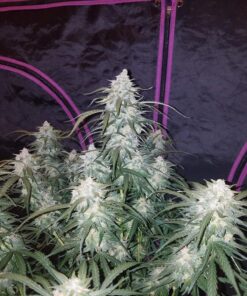 Pineapple Express Auto — изображение 4