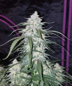 Pineapple Express Auto — изображение 5