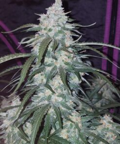 Pineapple Express Auto — изображение 6