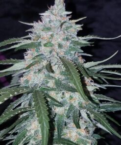 Pineapple Express Auto — изображение 7