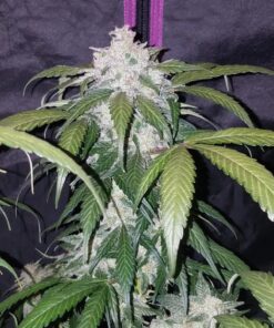 Pineapple Express Auto — изображение 8