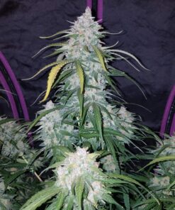 Pineapple Express Auto — изображение 9