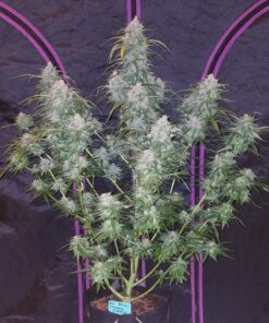 Pineapple Express Auto — изображение 10