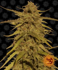 Pineapple Haze Regular Barneys Farm Seeds