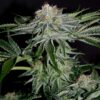 Pineapple Kush Royal Queen Seeds
