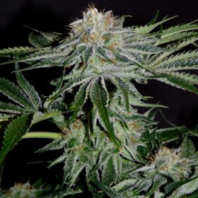 Pineapple Kush Royal Queen Seeds