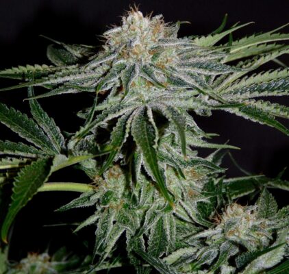 Pineapple Kush Royal Queen Seeds