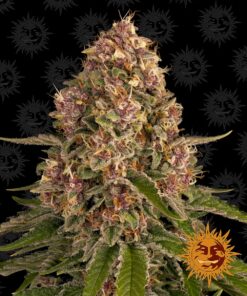 Pink Kush Barneys Farm Seeds